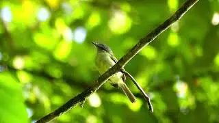 Gray-crowned Flatbill (Tolmomyias poliocephalus sclateri), French Guiana
