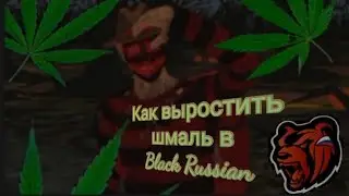 Black Russian||Как же выростить шмаль!!Наркотики😏