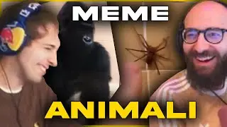 I MEME SUGLI ANIMALI SONO DI UN ALTRO LIVELLO