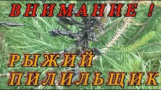 ВНИМАНИЕ ! Нашествие  