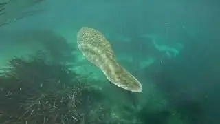 Silver Springs Florida Kayaking