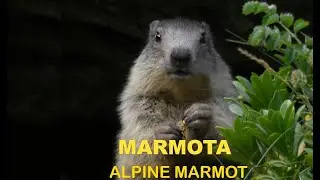 MARMOTA | ALPINE MARMOT | Marmota marmota