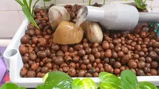 Aquarium filter plant (pothos)