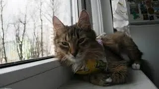 Кошица смотрит на птичек #котик #кошка #кот