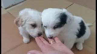 THE MEATBALLS