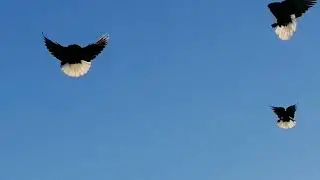 Мелитопольские голуби. С наступающим...