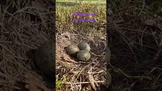 Как чайки вьют гнёзда в монастыре!