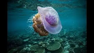 ОСТОРОЖНО!!! МЕДУЗЫ КРАСНОГО МОРЯ. ОТЛИЧНЫЙ отель Али Баба Палас Хургада Египет. Подводный мир пляжа