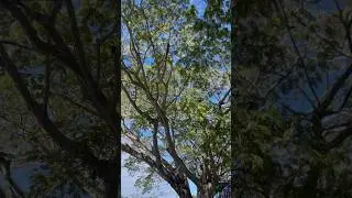 Árbol Pich