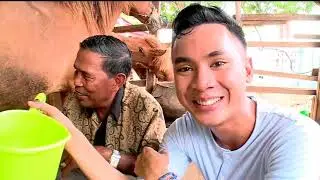 Inilah Susu Kuda Bima PulauSumbawa NTB | Cara Perah Susu Kuda | Minum Susu Kuda liar