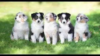 F-Wurf | 7 Wochen | Soulwind Australian Shepherd Welpen
