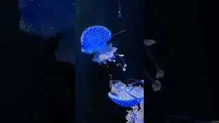 Симпатичные медузы 🤩 