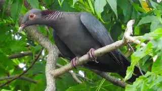Saiba Tudo Sobre o pombo-escamoso