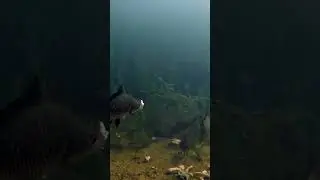 КАРАСИНАЯ  ТРАПЕЗА 🐷