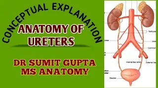 URETER : ANATOMY