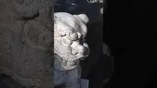 🌸 Steep Descent: Ancient Stairs and Koma Inu Guardians - softypapa shorts ⛰️🐕⛩️