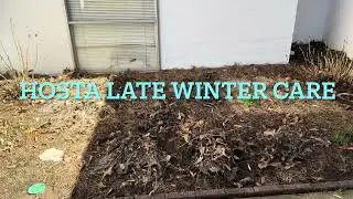 How to care for Hostas for Spring. Flower Care. #springtime .