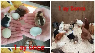 Civcivlerin Inanılmaz gelişimi🐣🐣