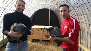 Kümesimizin Mafiaları 🐓 Beç tavukları hakkinda temel bilgiler 🐓 🐓