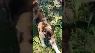 Out hunting