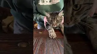 Chip dances to the Cha Cha Slide 