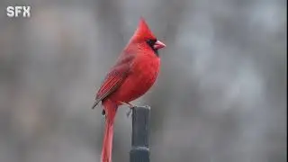 bird singing a song sound effect