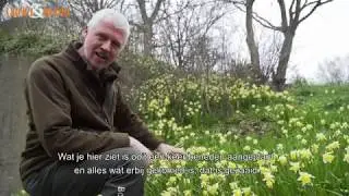 Stinzenplanten voor bloei in winter en voorjaar