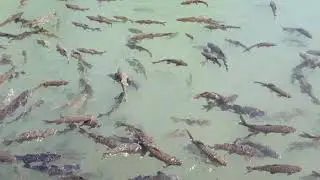 ŞANLIURFA BALIKLI GÖL