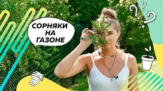 Weeds | Lawn Weeds | Weed Control | Lawn | Landscape Design