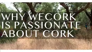 Why WECORK Is Passionate about Cork