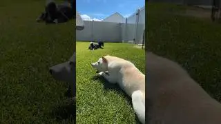 Beautiful day with my Shiba fam