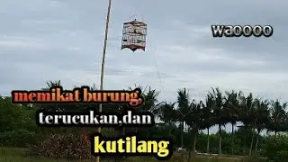 memikat burung kutilang dan, terucukan