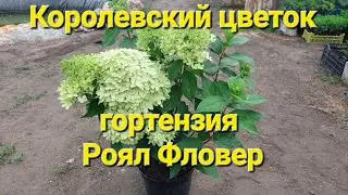 Гортензии Роял Фловер.⭐️Король⭐️