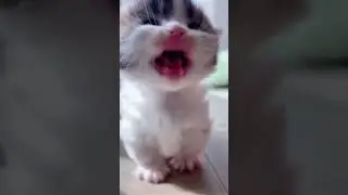 возьмешь на ручки? 