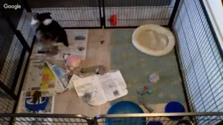 Puppycam, 8,5 weeks old