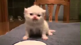 Малыш, котенок, такой милый и славный!