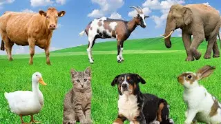 Joyful Animal Clips - Dogs, Goats, Cows, Cats, Ducks, Rabbits - Animal Sounds