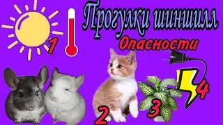Как выгуливать шиншиллу по квартире. Стоит ли выгуливать шиншилл.