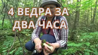В Перми пошли опята! 30 авг 2020