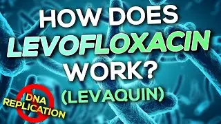 Levofloxacin (Levaquin) Nursing Drug Card (Simplified) - Pharmacology