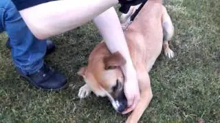 Chiquita at RSPCA Sheffield