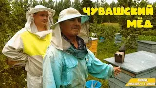 Сбор мёда в Чувашии