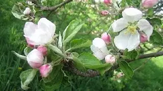 Весна. Цветёт Яблоня. Апрель (Apple. Spring. Garden)