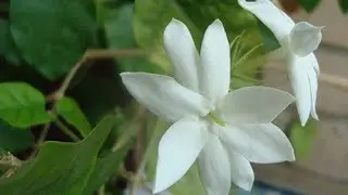 Жасмин отцвел, что делать дальше?