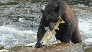 Black Bear Chum Salmon   HD 1080p
