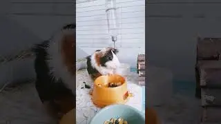 Кася кушает морковь🥕#свинкакася #чудочай