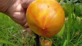 Король красоты! Полный обзор томата