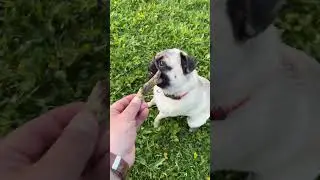 Просто сума сойти как нужен огрызок палки😂🐕🐕🐕🐕🐕