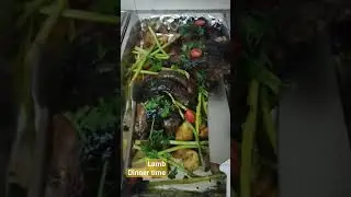 lamb dinner#Philippineyolk