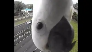 Cockatoo Photobombs Traffic Camera in Australia!